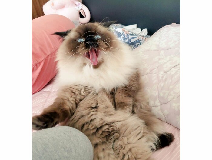 飼い主が要望に応えないと足に前脚を置いてくる(提供:ねぎまるさん)