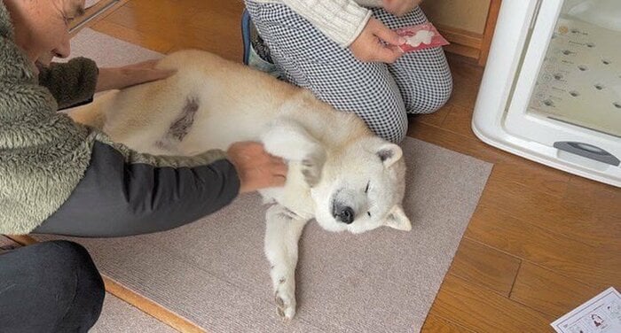 おじさんに撫でられて気持ちよさそう(提供:しばわんこ生活さん)