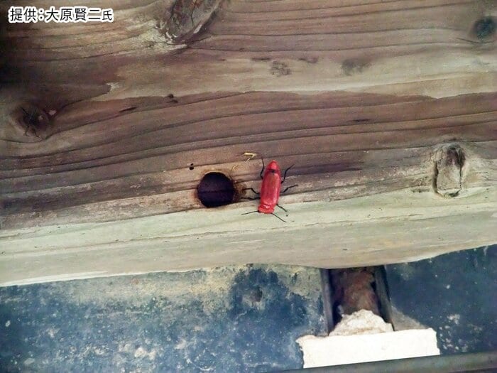 クマバチの巣の近くにいるヒラズゲンセイ/写真提供:大原賢二氏