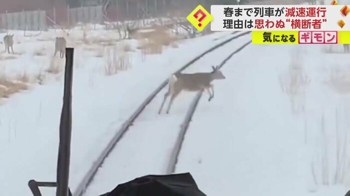 シカが軽やかに線路を横切っていく