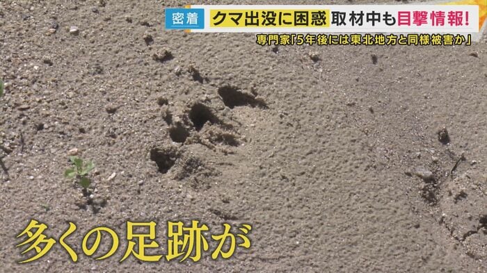 クマの痕跡?