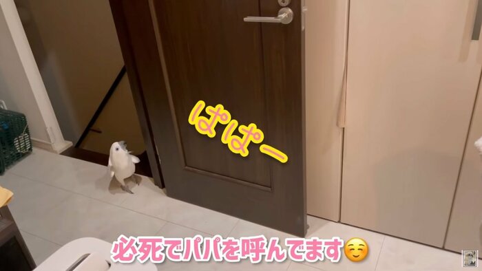 「パパー」と鳴いて呼ぶ「ラズ」ちゃん