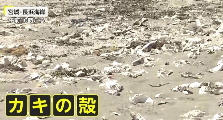 大量の「カキの殻」で海開き中止に　割れて尖り、素足で踏むとケガの恐れ…市担当者「養殖施設から流れついたか」宮城・石巻市｜FNNプライムオンライン