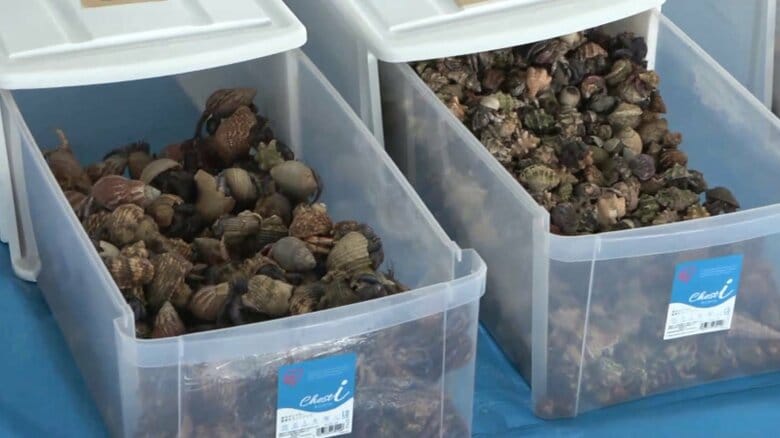 中国人3人が国の天然記念物「オカヤドカリ」を2000～3000匹無許可所持か…「スーツケースから音がする」ホテルの従業員からの通報で発覚　鹿児島｜FNNプライムオンライン