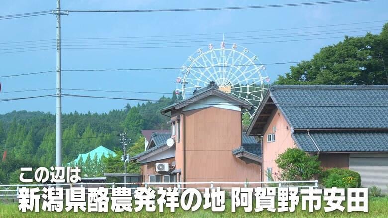 ジャージー種の“つぶらな瞳”と“この日生まれた”子牛に触れて…「搾乳前に乳房をパンパンに張らせる」不思議体験と生乳ソフトクリームの幸せ　新潟・阿賀野市｜FNNプライムオンライン