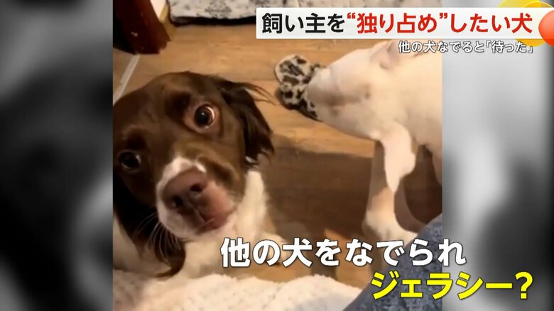 飼い主を“独り占め”したい子犬　ほかの犬をなでると「待った」と前足をチョコン　なでてもらうと満足げ　ヨーロッパ｜FNNプライムオンライン