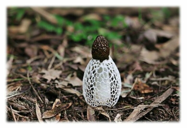 首・デコルテのタルミ要因にアプローチするエキスを開発　皮下組織の幹細胞の分化を促し、コラーゲン産生を高めるキヌガサタケエキス