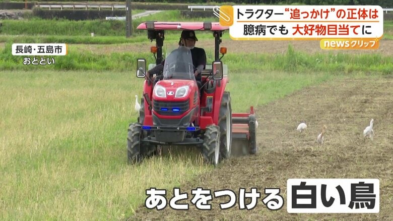 警戒心強い鳥なのに…トラクターを必死に追うシラサギ 掘り起こされる季節限定のごちそう“カエルやミミズ”狙って出没 長崎・五島市|FNNプライムオンライン