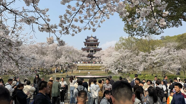 受け継がれた桜、届かなかった招待状――元日本兵が中国・無錫に植えた日中友好の願い、39年目の試練｜FNNプライムオンライン