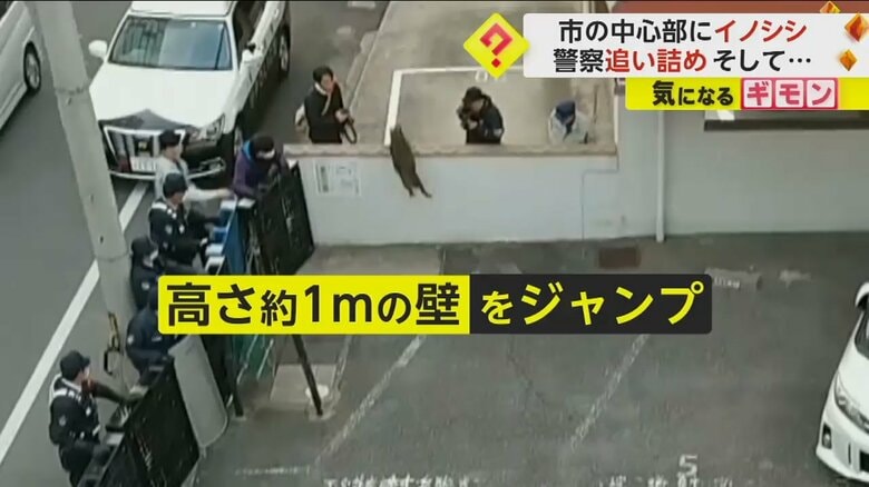 追い詰められたイノシシがまさかの“ジャンプ”！約1mの壁を越え逃走…カメラがとらえた一部始終　岡山市｜FNNプライムオンライン