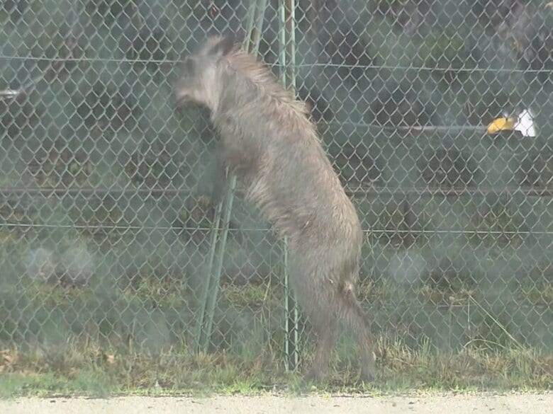 時折外に出ようとする仕草も…名古屋の住宅街に現れたニホンカモシカ 公園内に留まり市などが捕獲に向け調整｜FNNプライムオンライン