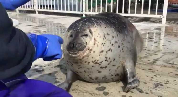 こちらは“ギュッ”と首を縮める得意技をする日和ちゃん (画像:紋別市アザラシシーパラダイス)