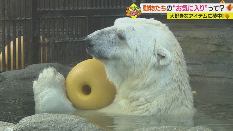 ブイで遊ぶホッキョクグマの「ピース」