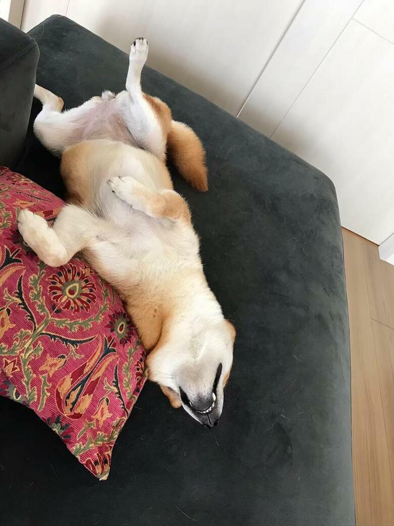 提供：柴犬けいちゃん