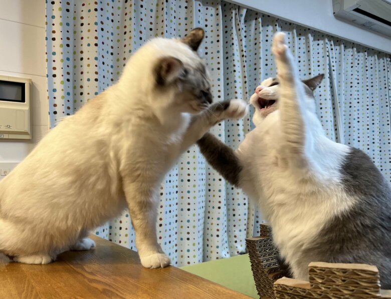 提供：いずもん/まろ様さん