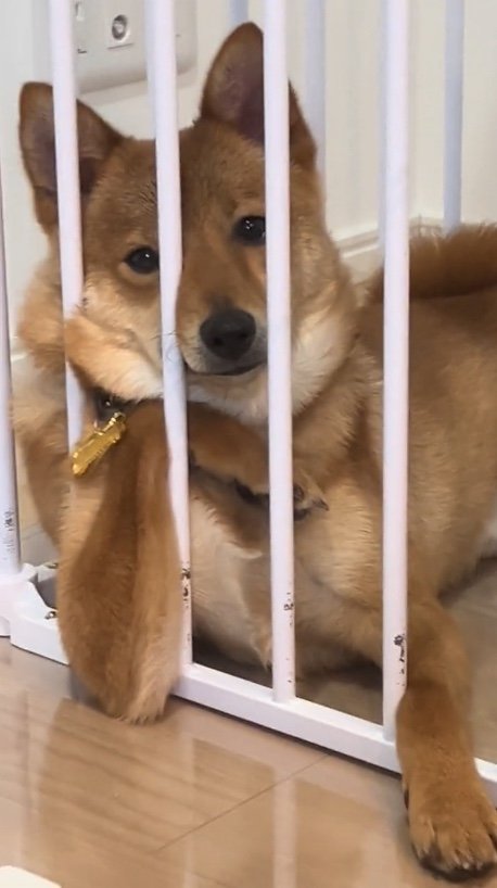 提供：あちさん
