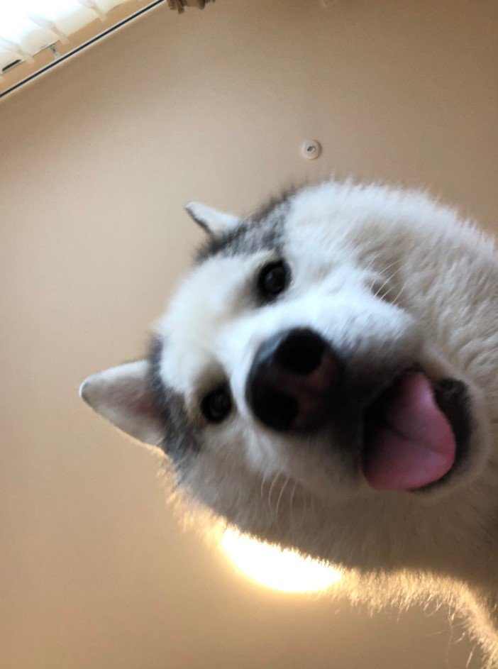 提供：斑柄兄妹（銀太と緋那子）さん