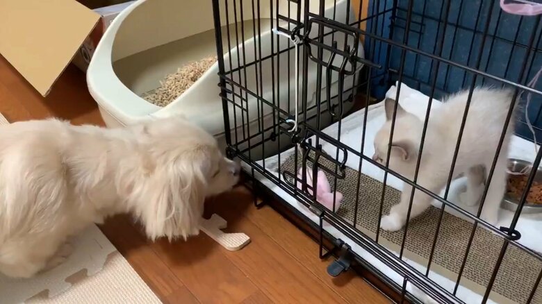 先住犬にびびるこめくん