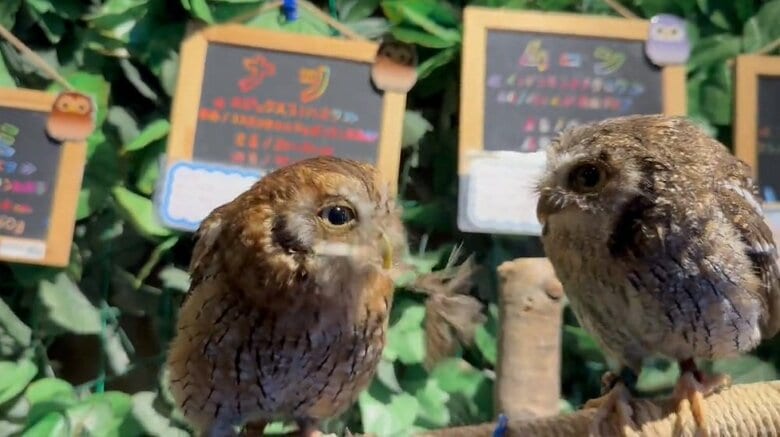 クルミちゃん（左）はしっかりと羽根を受け取った