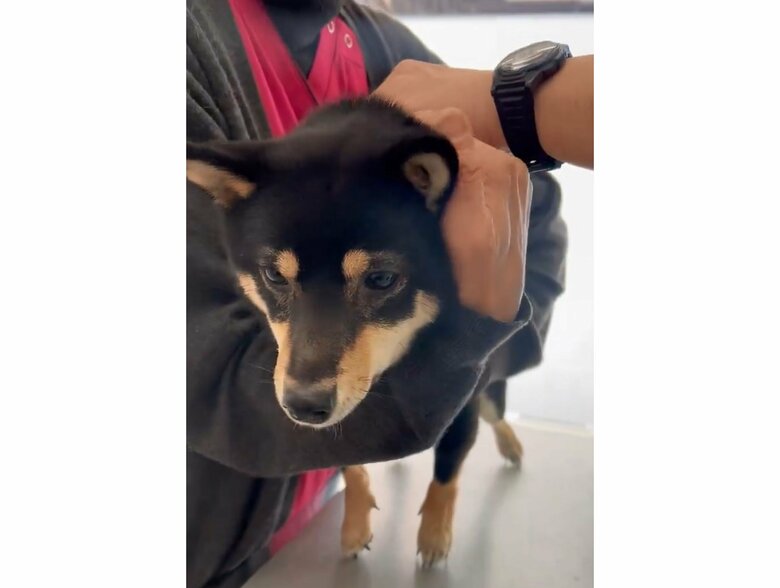 注射におびえるごまちゃん（提供：豆柴ごま娘さん）