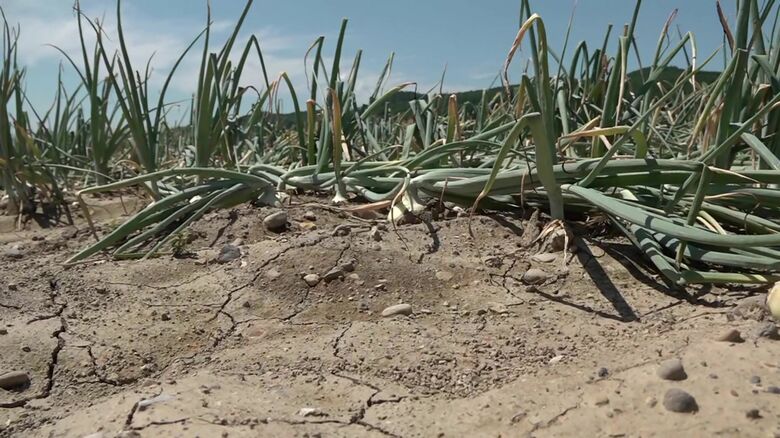 タマネギの葉もしおれてしまっている