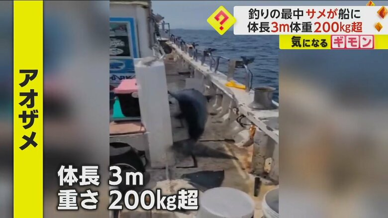 体長3m、重さ200kg超えの大きなアオザメ