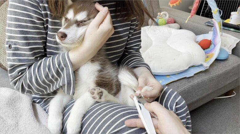 爪切りをされるマリアンちゃん