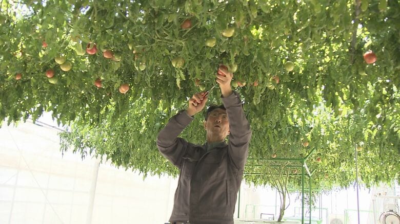 「水平放任」はブドウのように棚を作って茎や葉を広げさせる