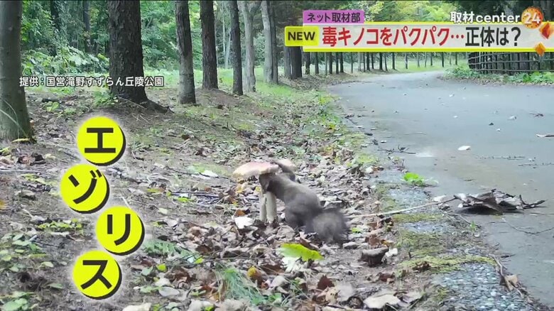 クンクンとにおいを嗅いでいるようだ