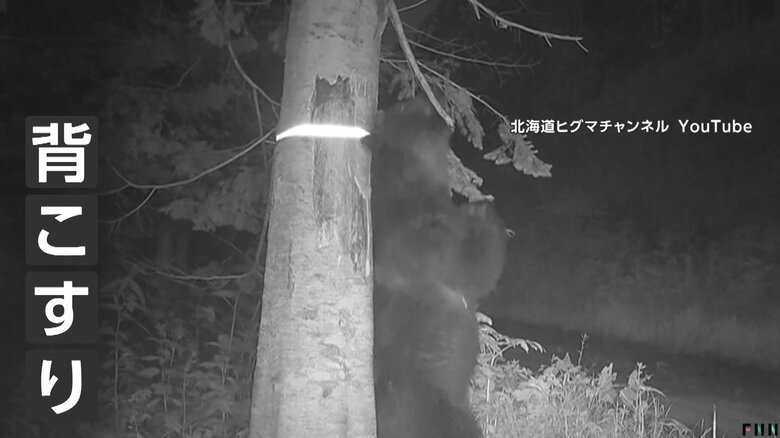 オスグマがメスに存在をアピールするための“背こすり”