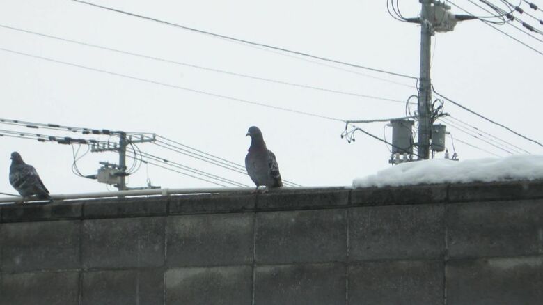 ブロック塀に立っているハト