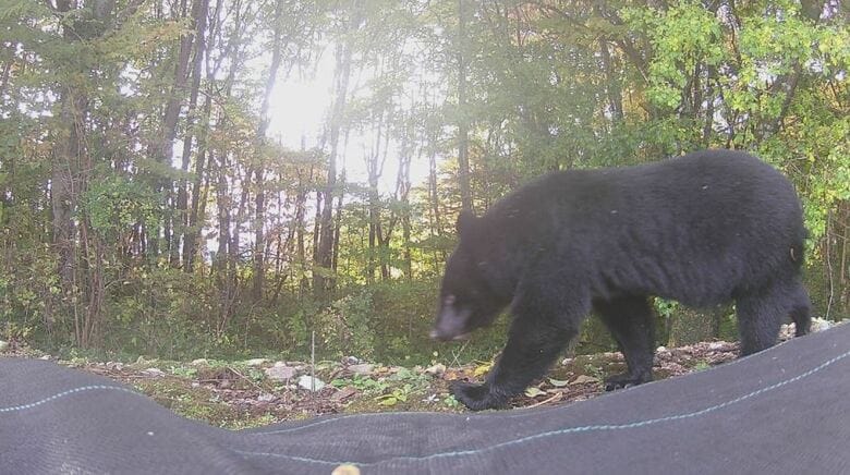 11月2日、大町温泉郷付近で定点カメラに映ったクマ（提供：視聴者）