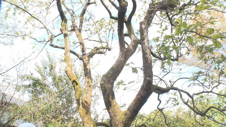 クマが登っていた柿の木