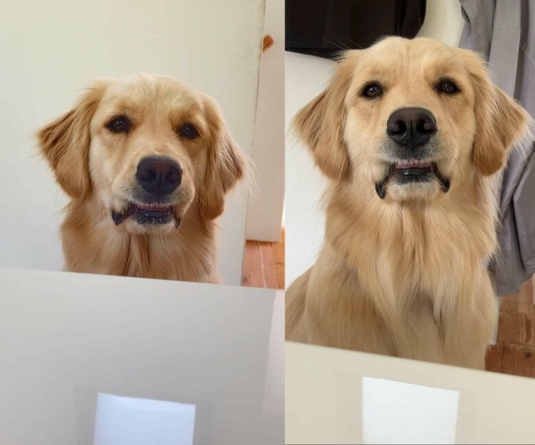 大好物を目の前にすると見せる表情（提供：エマさん）