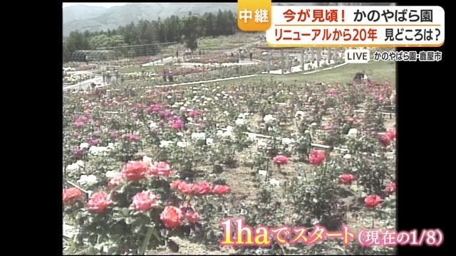 当初のバラ園
