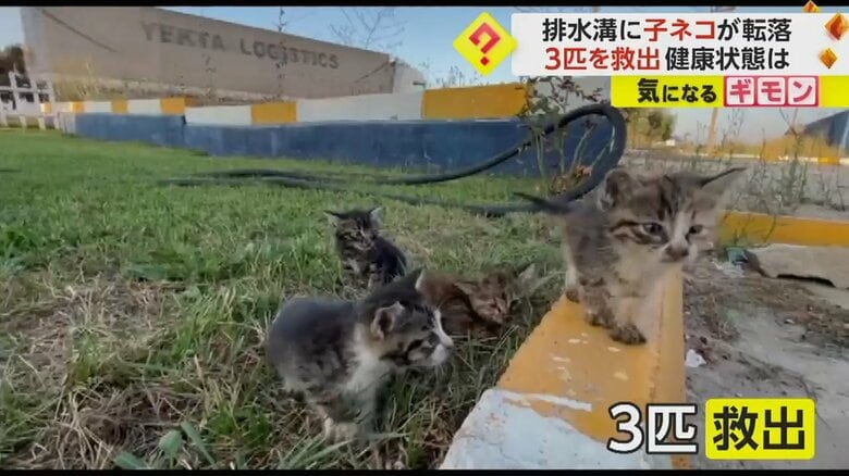 消防隊員は、合わせて3匹の子ネコを救助