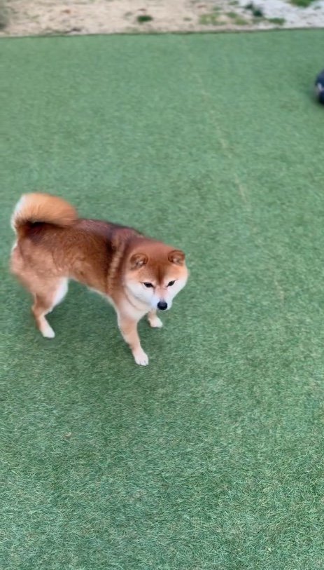 提供：Nerushibaさん