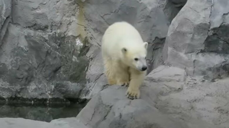 元気に成長中だ（旭川市旭山動物園公式YouTubeより）