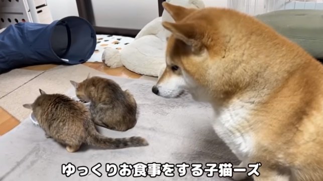 子猫たちの食事も見守ります