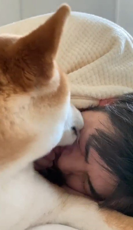 ペロペロ（提供：torakichi602さん）