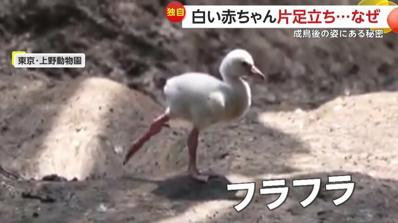 片足を後ろに上げてみるものの、フラフラとしてすぐに足を戻していたフラミンゴの赤ちゃん