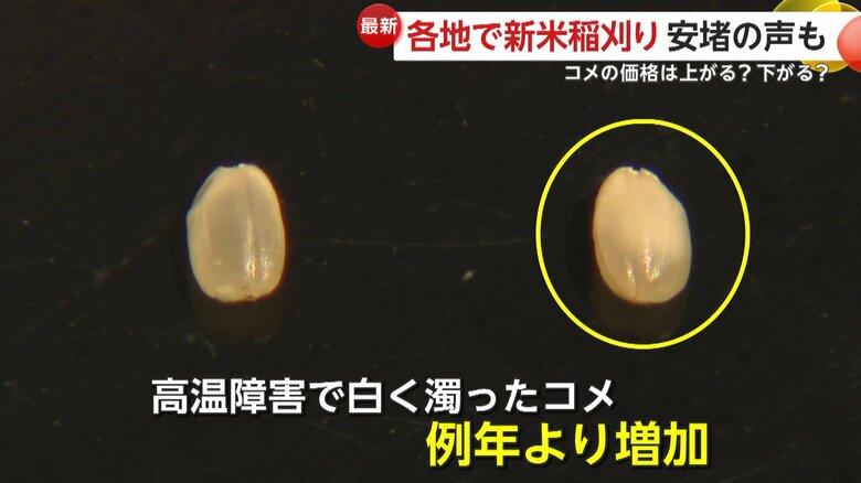 渇水被害による高温障がいで白く濁ったコメ（右）