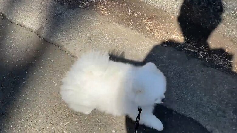 トコトコと歩き出す