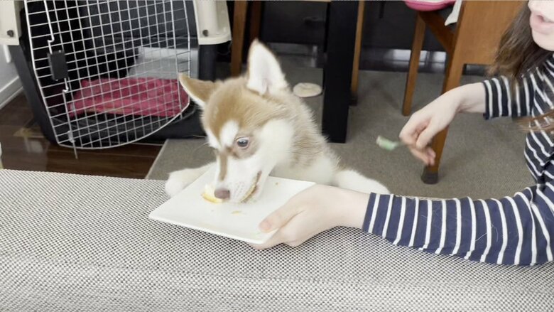 一心不乱に食べたマリアンちゃん