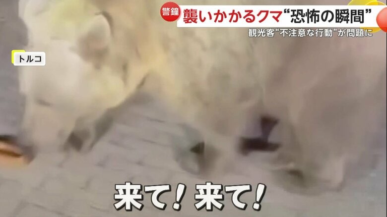 無謀にもクマに接近し、「来て！来て！」と呼びかけていた撮影者