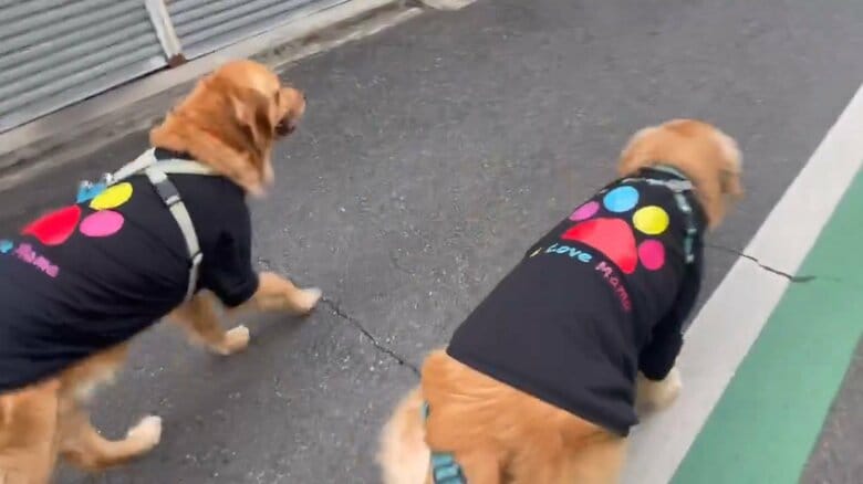 ペアルックでお散歩することも