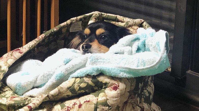 お家でまったり