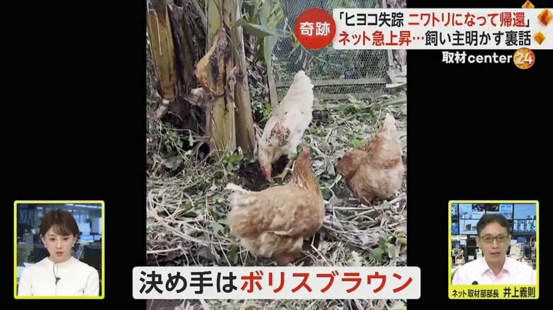ピヨがボリスブラウンという銘柄だったことが再会の決め手に