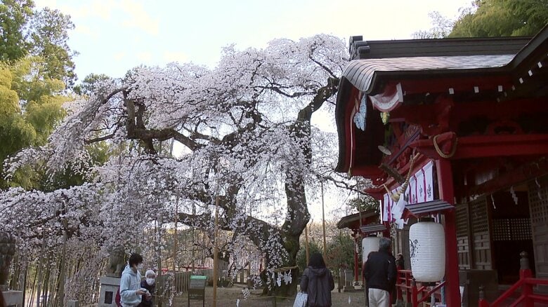 樹齢650年以上の優雅な佇まい