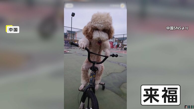 自転車を乗りこなすプードル「来福」